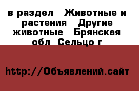  в раздел : Животные и растения » Другие животные . Брянская обл.,Сельцо г.